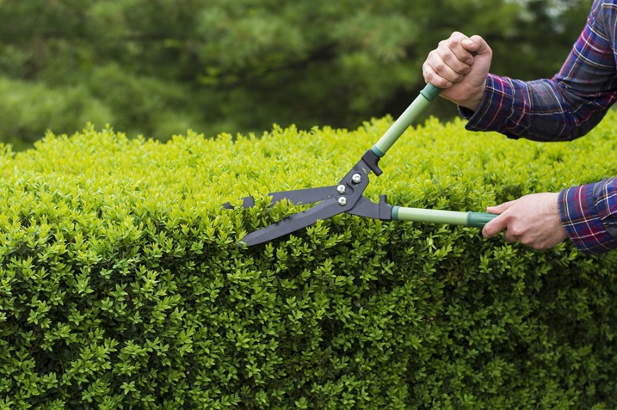 Shrub Trimming
