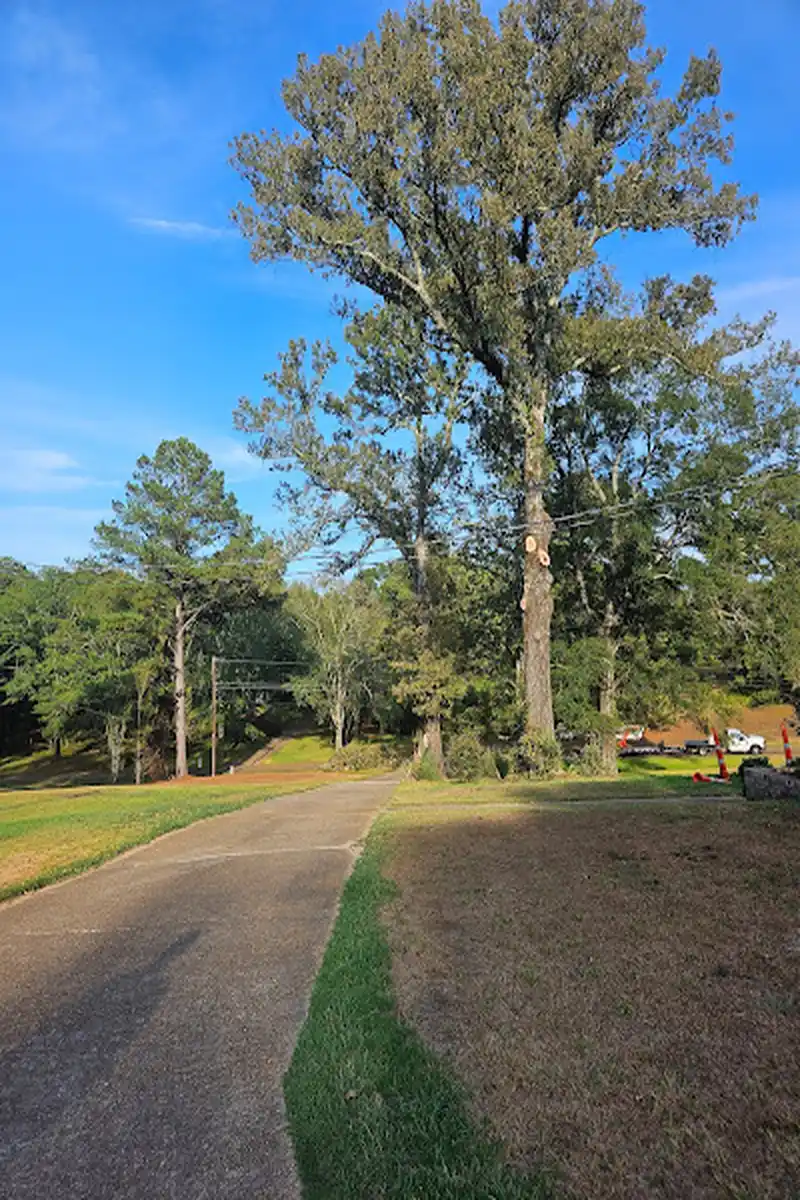 Reliable tree service in Terry, MS Our tree service at work in Terry, MS